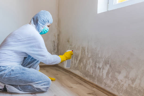 Licensed Mold Inspection service in Port Royal, PA - WQB Mold Removal